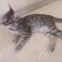 3 Aylık Erkek Yavru Kedi fotoğraf