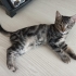 3 Aylık Dişi Yavru kedi fotoğraf