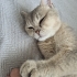 Sokaga atılmış , tek istediği sevgi.. fotoğraf