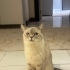 Pamuk’a ömürlük, sevgi dolu bir yuva arıyorum… 🐾💔 fotoğraf