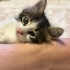 Kar gibi bembeyaz yakından görseniz dünya güzeli kedimize yuva fotoğraf
