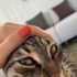 Balla aşıları tam kısırlaştırmasını biz yapacağız fotoğraf