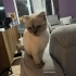 Sevecen Uyumlu Scottish Fold Minnoş Dişi fotoğraf