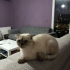 Sevecen Uyumlu Scottish Fold Minnoş Dişi fotoğraf