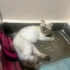 Sevecen Uyumlu Scottish Fold Minnoş Dişi fotoğraf