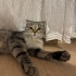 İZMİR ÜCRETSİZ SAHİPLENDİRME. SCOTİS TİGER TABY fotoğraf