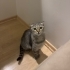 İZMİR ÜCRETSİZ SAHİPLENDİRME. SCOTİS TİGER TABY fotoğraf