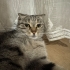 İZMİR ÜCRETSİZ SAHİPLENDİRME. SCOTİS TİGER TABY fotoğraf