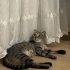 İZMİR ÜCRETSİZ SAHİPLENDİRME. SCOTİS TİGER TABY fotoğraf