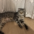 İZMİR ÜCRETSİZ SAHİPLENDİRME. SCOTİS TİGER TABY fotoğraf