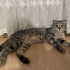 İZMİR ÜCRETSİZ SAHİPLENDİRME. SCOTİS TİGER TABY fotoğraf
