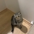 İZMİR ÜCRETSİZ SAHİPLENDİRME. SCOTİS TİGER TABY fotoğraf