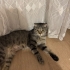İZMİR ÜCRETSİZ SAHİPLENDİRME. SCOTİS TİGER TABY fotoğraf