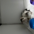 3 bacaklı kediye yuva aranıyor fotoğraf