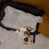 Sokaktan kurtardığımız nur topu 3 aylık erkek yavru 🐾 fotoğraf