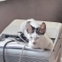 Sokaktan kurtardığımız nur topu 3 aylık erkek yavru 🐾 fotoğraf