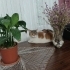 Sakin, sevimli, sessiz bir kedi fotoğraf