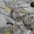 3 kardeş yavru kediler fotoğraf