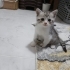 3 kardeş yavru kediler fotoğraf