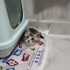 3 kardeş yavru kediler fotoğraf