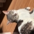 Casper’a Yuva Olalım fotoğraf