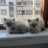 Ömürlük Sahiplendirme fotoğraf