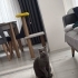 Kedimizi ücretsiz sahiplendiriyoruz fotoğraf