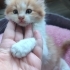 BOL TÜYCÜKLÜ, AŞIRI KOMİK, BİRAZ OBUR, GÖBÜŞLÜ BİR BEYFENDİ, 1.5 AYLIK fotoğraf