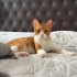 🐱 Sarı Ömürlük Ailesini Arıyor | 1,5 Yaşında, Kısır 💛 fotoğraf