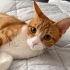 🐱 Sarı Ömürlük Ailesini Arıyor | 1,5 Yaşında, Kısır 💛 fotoğraf