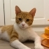 🐱 Sarı Ömürlük Ailesini Arıyor | 1,5 Yaşında, Kısır 💛 fotoğraf