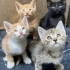 4 haftalık. Temiz, Sağlıklı, Evcil. Ücretsiz. 05373884388 fotoğraf