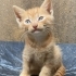 4 haftalık. Temiz, Sağlıklı, Evcil. Ücretsiz. 05373884388 fotoğraf