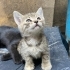 4 haftalık. Temiz, Sağlıklı, Evcil. Ücretsiz. 05373884388 fotoğraf