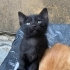 4 haftalık. Temiz, Sağlıklı, Evcil. Ücretsiz. 05373884388 fotoğraf