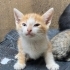 4 haftalık. Temiz, Sağlıklı, Evcil. Ücretsiz. 05373884388 fotoğraf