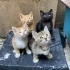 4 haftalık. Temiz, Sağlıklı, Evcil. Ücretsiz. 05373884388 fotoğraf