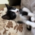 Anlaşılır, Kum ve Su Eğitimli, Çeyizli Minik Smokin "Pati" Yuva Arıyor! 🐾 fotoğraf