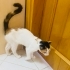 Aşırı sevecen hareketle evde doğup büyüyen bir tosbik fotoğraf