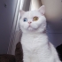 Alice Kızımıza Yuva Arıyoruz fotoğraf