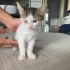 Bakıma Muhtaç Yavrular fotoğraf
