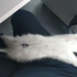 Bu tatlı kıza acil yuva fotoğraf