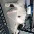 Bu tatlı kıza acil yuva fotoğraf