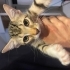 ACİL YUVA ARIYOR! 3 Aylık Yakışıklı Mokka Ömürlük Ailesini Bekliyor 🐱🧡 fotoğraf