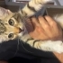ACİL YUVA ARIYOR! 3 Aylık Yakışıklı Mokka Ömürlük Ailesini Bekliyor 🐱🧡 fotoğraf