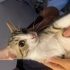 ACİL YUVA ARIYOR! 3 Aylık Minik Latte Ömürlük Ailesini Bekliyor 🤍🐱 fotoğraf