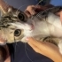 ACİL YUVA ARIYOR! 3 Aylık Minik Latte Ömürlük Ailesini Bekliyor 🤍🐱 fotoğraf