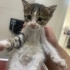 Annesiz kedi yuva arıyor fotoğraf