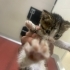 Annesiz kedi yuva arıyor fotoğraf