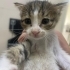 Annesiz kedi yuva arıyor fotoğraf